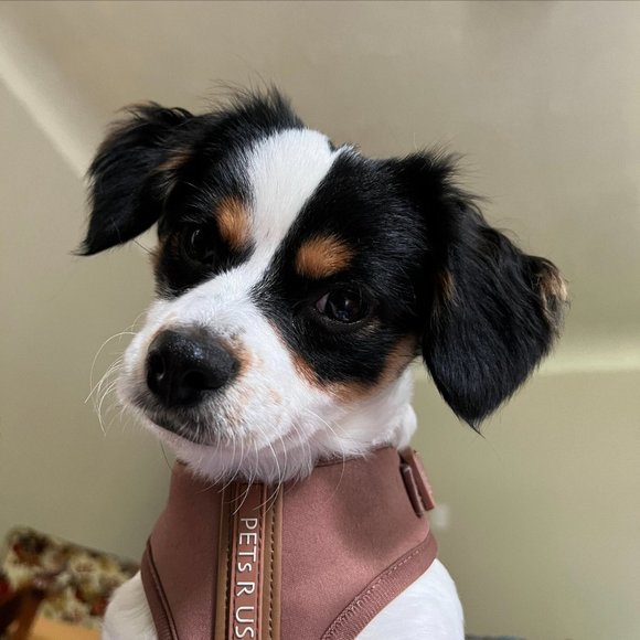 PETsRUS Premium No Pull Dog Harness 2 Leash Clip Bronze Leather Brown Neoprene - Picture 9 of 16